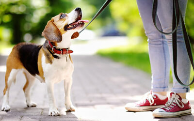 In-Home Dog Training