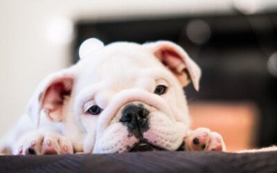Puppy Training