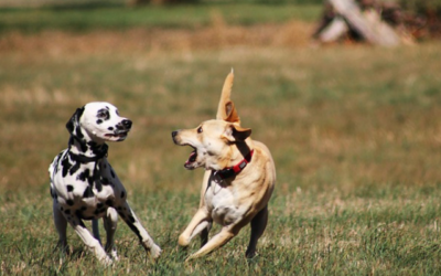 Aggressive Dog Training