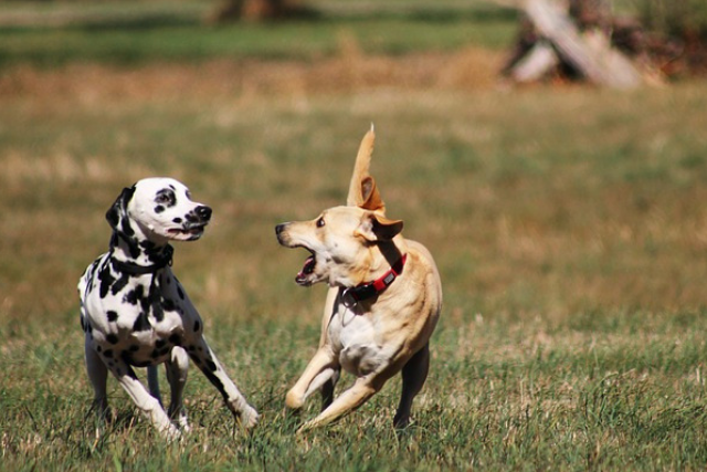 Aggressive Dog Training